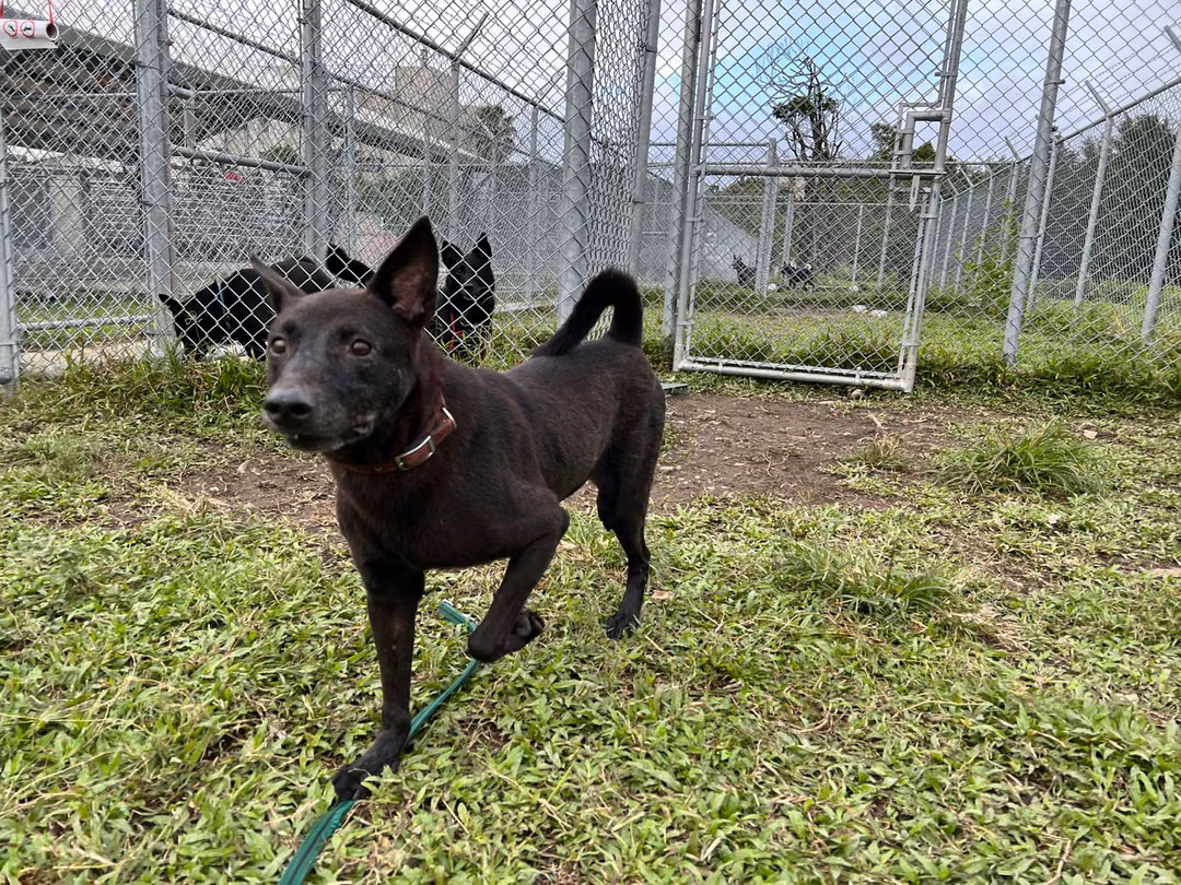 Black young male mixed-breed dog, Small, shelter no. …1806