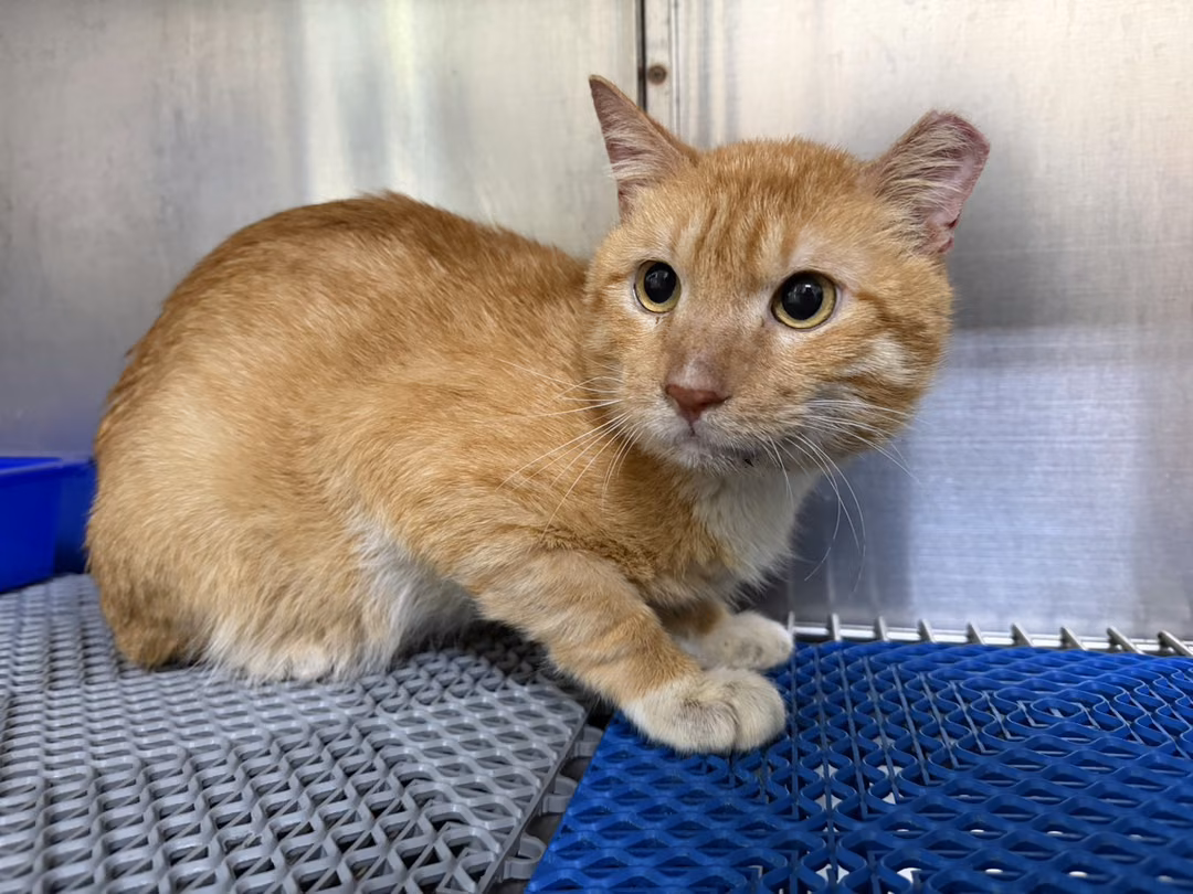 Orange tabby adult male mixed-breed cat, Medium, shelter no. …6001