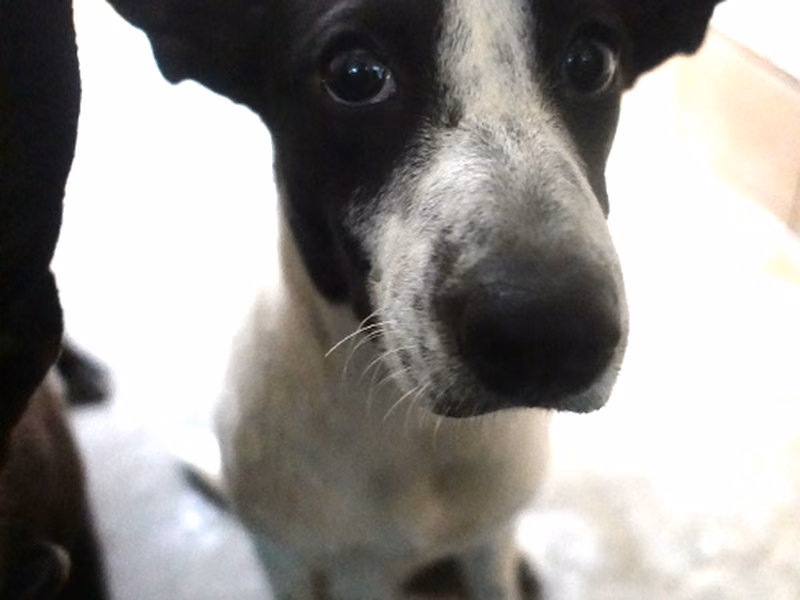 Black-and-white young female mixed-breed dog, Medium, shelter no. …1579