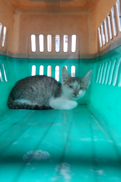 Tabby-and-white young mixed-breed cat, Medium, shelter no. …0587