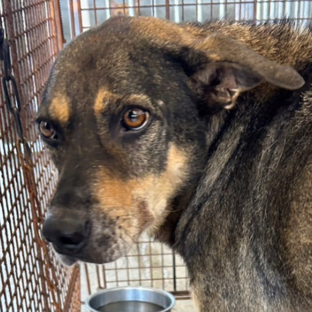 Black-and-tan adult male mixed-breed dog, Large, shelter no. …3001