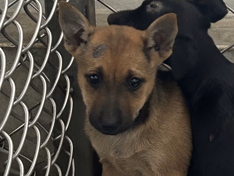 Brown young female mixed-breed dog, Small, shelter no. …4007