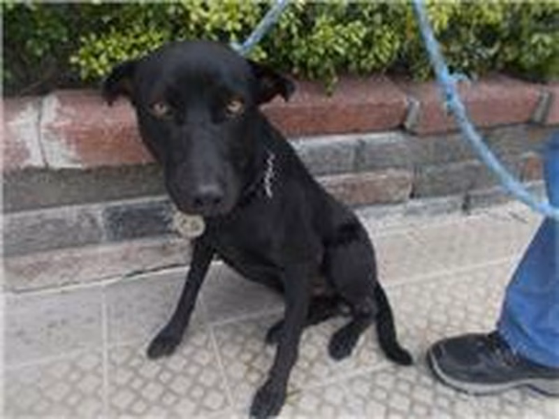 Black adult male mixed-breed dog, Medium, shelter no. …3045