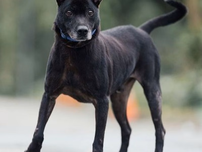 Black adult male mixed-breed dog, Medium, shelter no. …0302