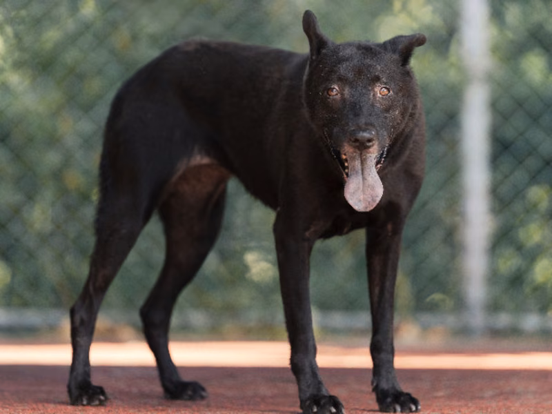 Black adult female mixed-breed dog, Medium, shelter no. …0209