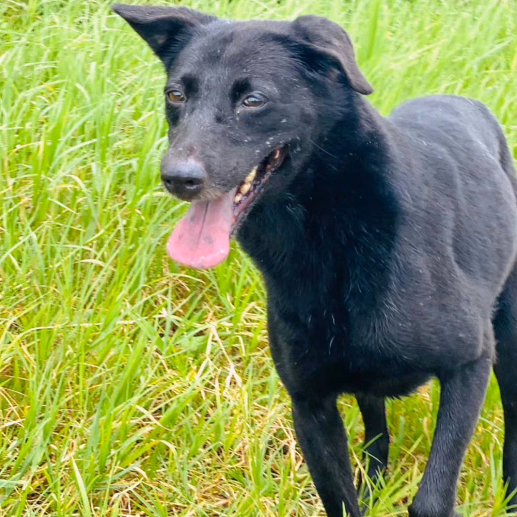 Black adult female mixed-breed dog, Medium, shelter no. …8001