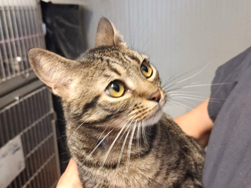 Gala, Adult · Female · European Shorthair