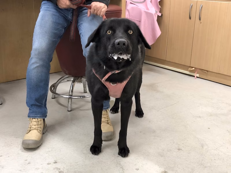 Black adult male mixed-breed dog, Large, shelter no. …1705