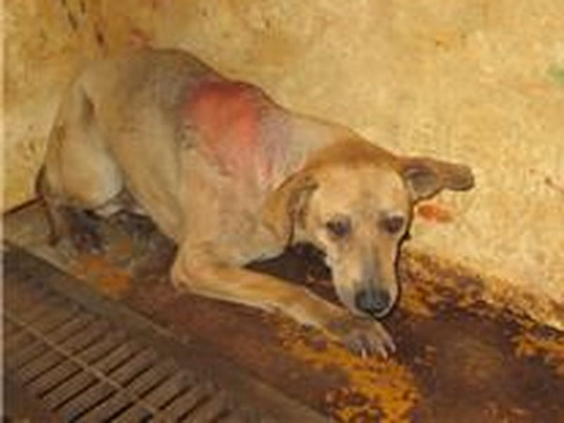 Tan male mixed-breed dog, Medium, shelter no. …1004