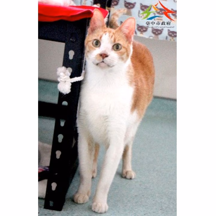 Orange-and-white adult male mixed-breed cat, Small, shelter no. …6008