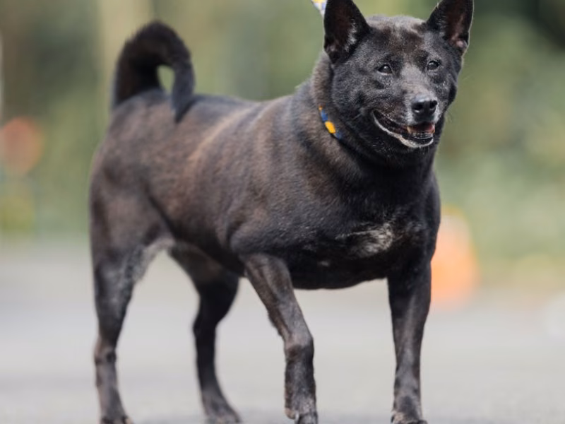 Black adult female mixed-breed dog, Medium, shelter no. …0502