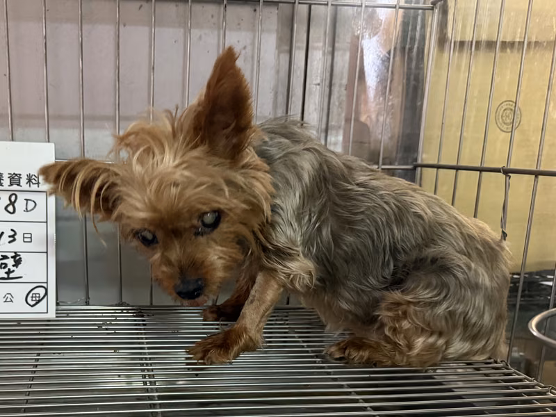 Black-and-brown adult female Yorkshire Terrier, Small, shelter no. …078D