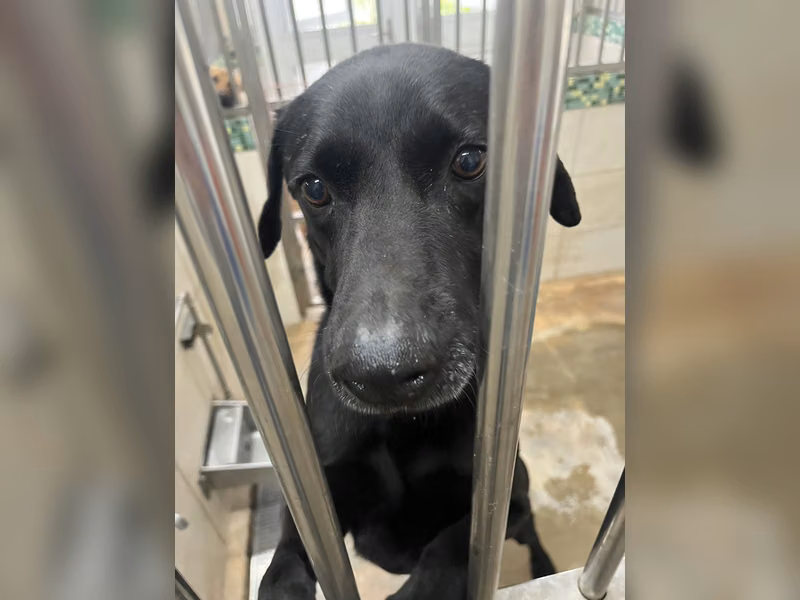 ミックス犬（オス・成犬・黒）、大型, 施設番号 …2D02