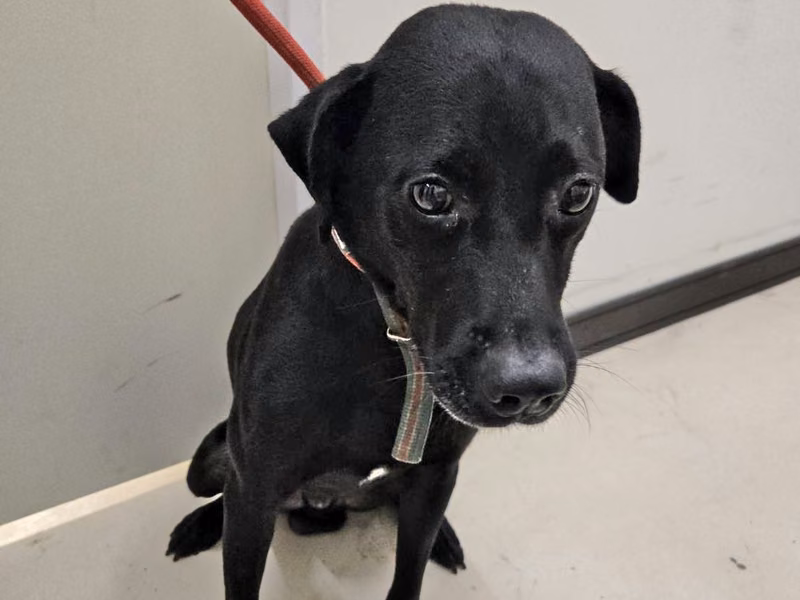 Black adult male mixed-breed dog, Medium, shelter no. …1001