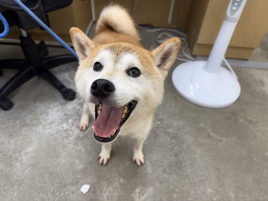 Tan-and-white adult male Shiba Inu, Medium, shelter no. …2706
