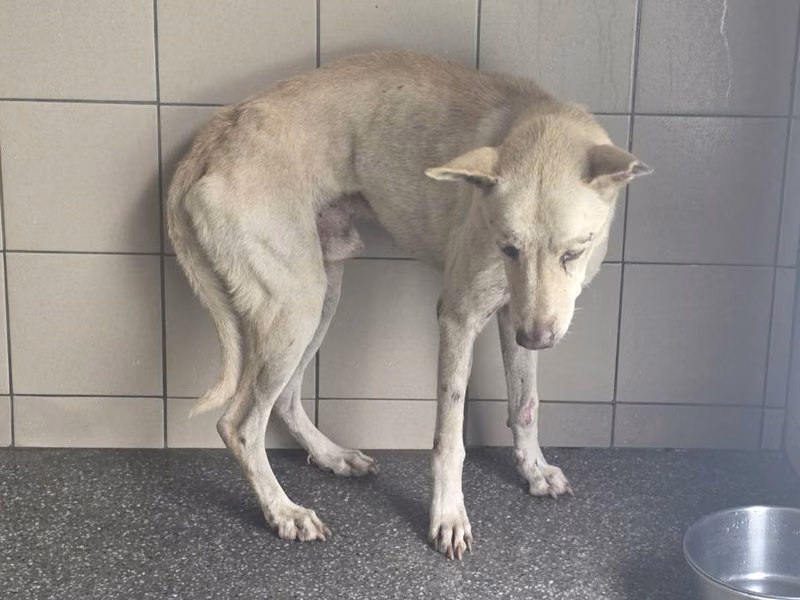 Tan adult male mixed-breed dog, Large, shelter no. …2906