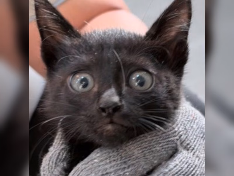 Black young male mixed-breed cat, Small, shelter no. …2C12