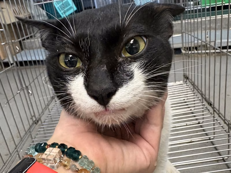 Black-and-white adult male mixed-breed cat, Medium, shelter no. …2001