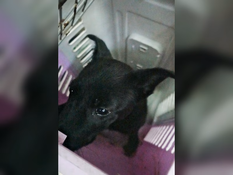Black young female mixed-breed dog, Medium, shelter no. …0395