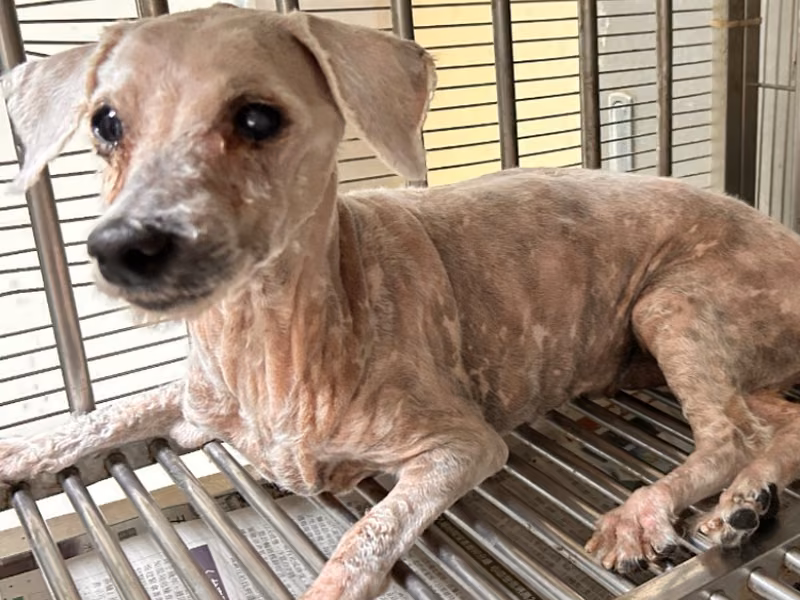 poodle (Lalaki, Matanda na, puti), Maliit, blg. ng shelter …21W8