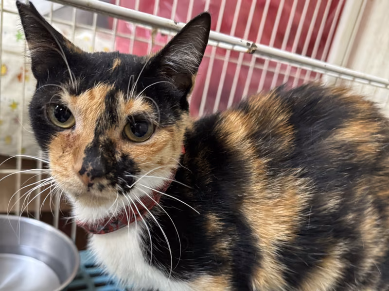 Calico adult female mixed-breed cat, Large, shelter no. …7018