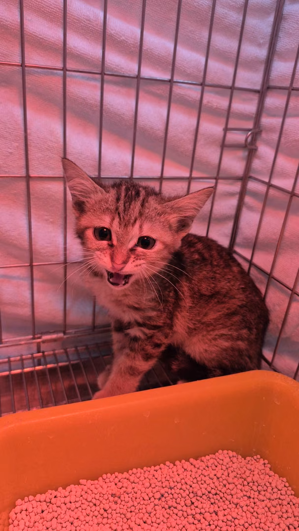 Tabby young female mixed-breed cat, Small, shelter no. …3008