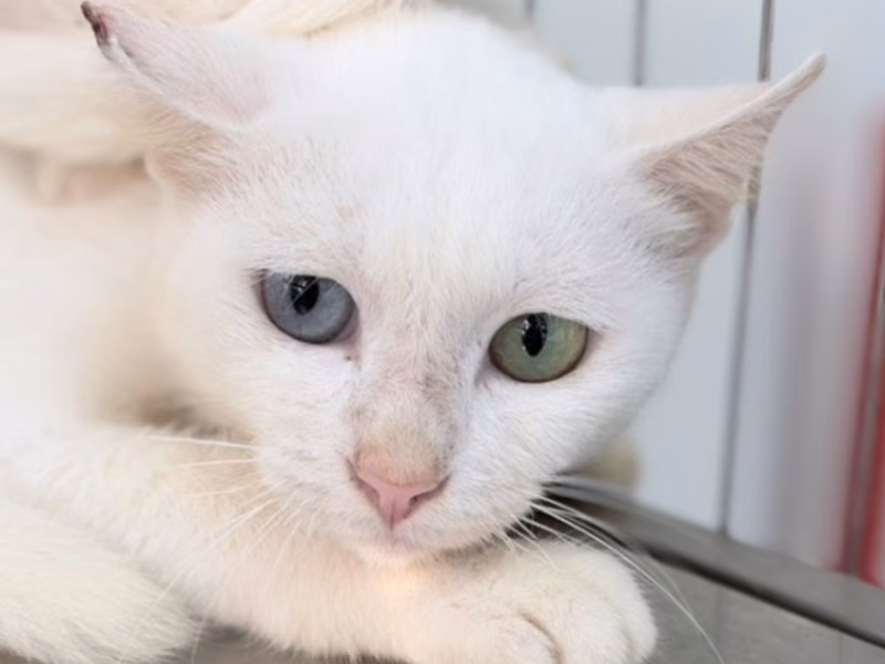 White adult female mixed-breed cat, Large, shelter no. …9C22