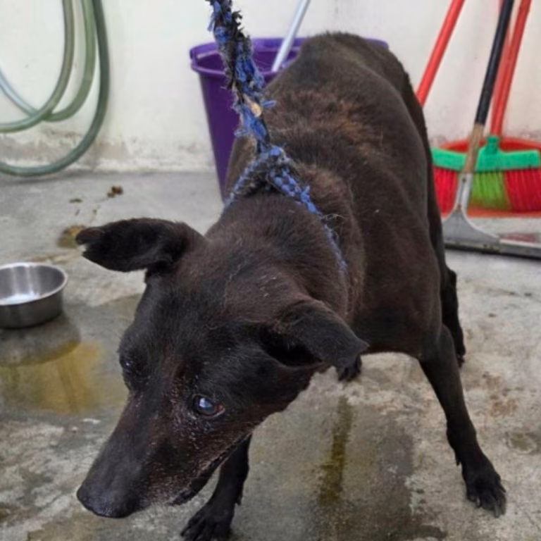 Black adult female mixed-breed dog, Medium, shelter no. …1706