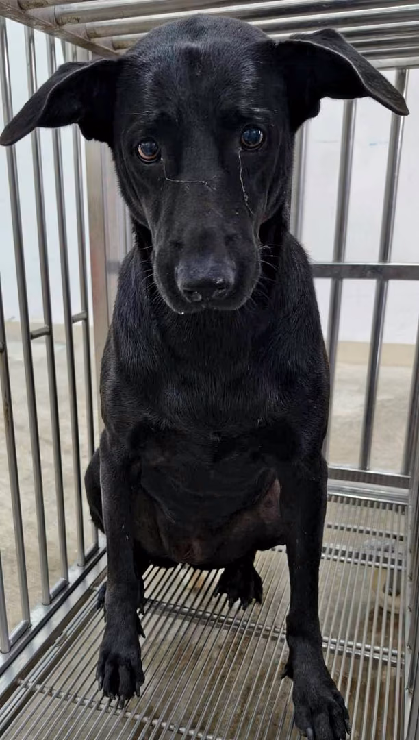 Black adult female mixed-breed dog, Medium, shelter no. …5002
