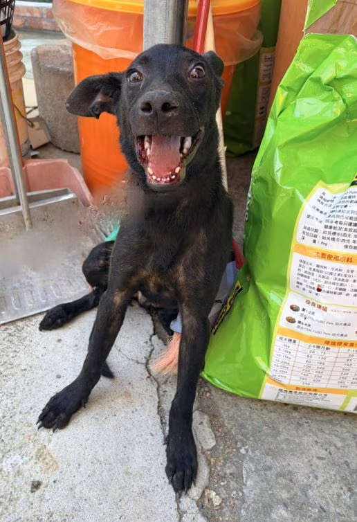 Black young male mixed-breed dog, Small, shelter no. …2002