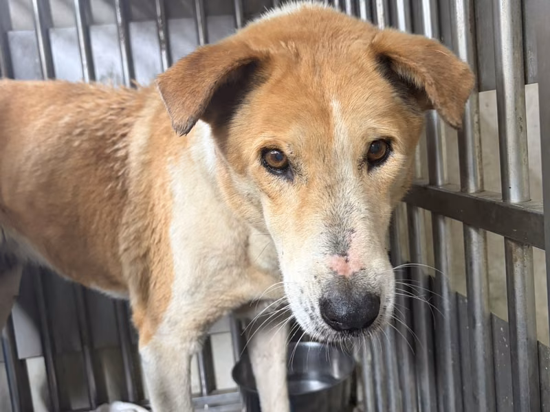 Tan-and-white adult female mixed-breed dog, Large, shelter no. …2002