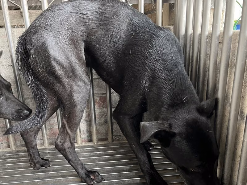 Black adult male mixed-breed dog, Medium, shelter no. …5005