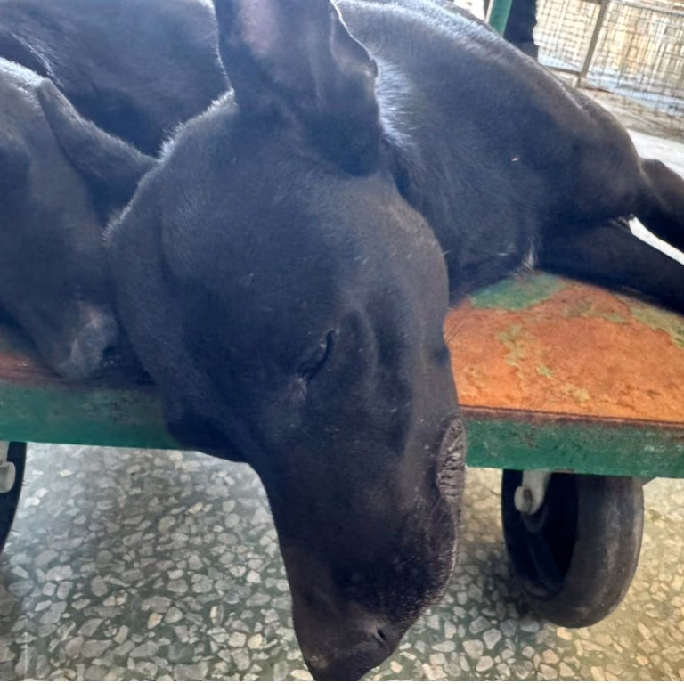 Black adult male mixed-breed dog, Medium, shelter no. …4-01