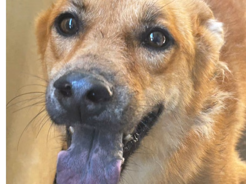 Black-and-tan adult female mixed-breed dog, Large, shelter no. …0029