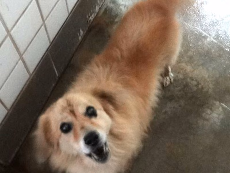 Tan adult male mixed-breed dog, Medium, shelter no. …1664
