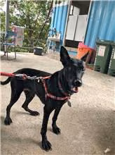 Black adult female mixed-breed dog, Medium, shelter no. …3003