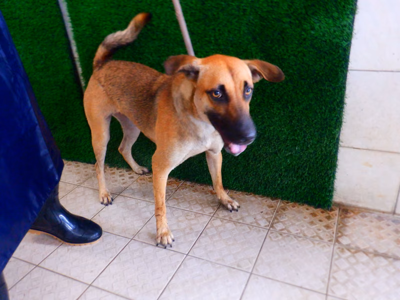 Tan adult female mixed-breed dog, Medium, shelter no. …2767