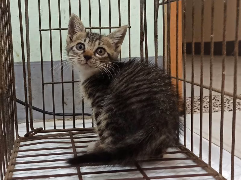Young female mixed-breed cat, Small, shelter no. …8C07