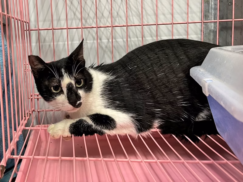 Black-and-white adult female mixed-breed cat, Medium, shelter no. …1702