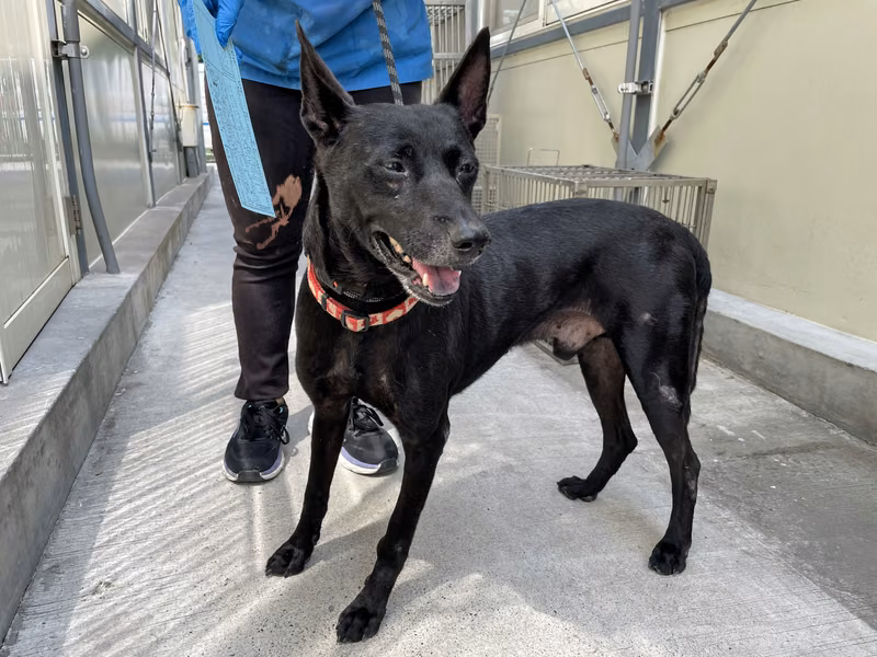 Black adult male mixed-breed dog, Medium, shelter no. …3103