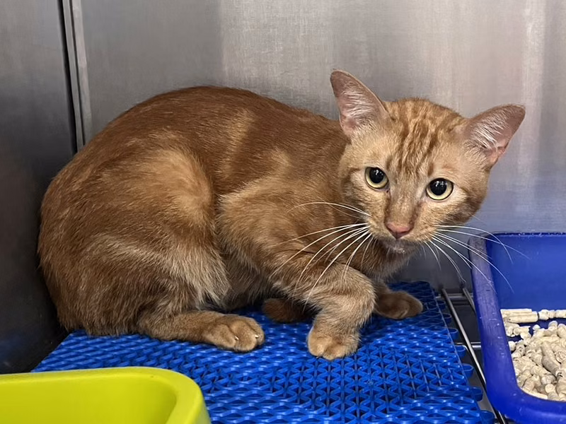 Orange adult male mixed-breed cat, Medium, shelter no. …3001