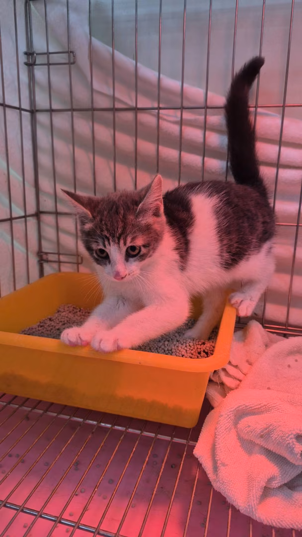 Gray-and-white young female mixed-breed cat, Small, shelter no. …4002