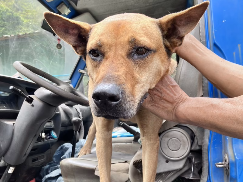 Tan adult female mixed-breed dog, Large, shelter no. …7002