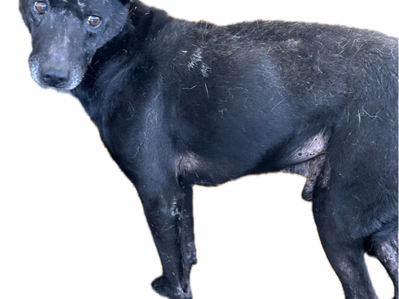 Black adult male mixed-breed dog, Large, shelter no. …6031