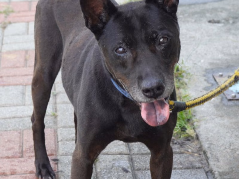 Black adult male mixed-breed dog, Medium, shelter no. …6-06