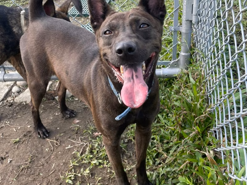 Brown adult female mixed-breed dog, Medium, shelter no. …2915