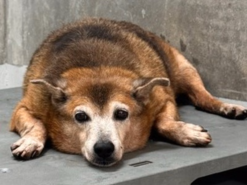 Brown adult mixed-breed dog, Large, shelter no. …5001