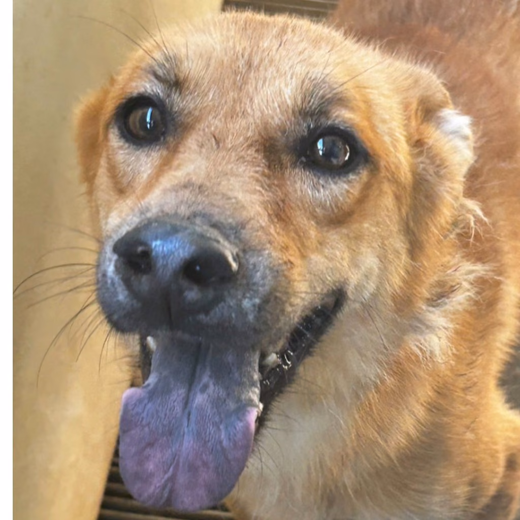 Black-and-tan adult female mixed-breed dog, Large, shelter no. …0029