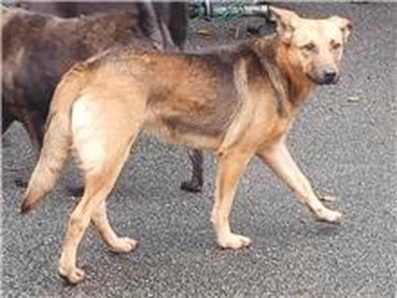 Black-and-brown adult female mixed-breed dog, Medium, shelter no. …3106