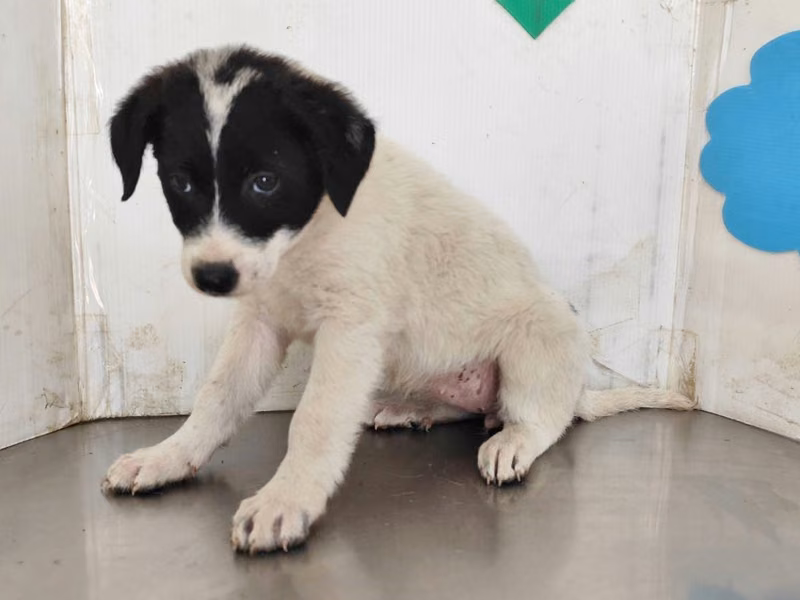 Patched young female mixed-breed dog, Medium, shelter no. …0510